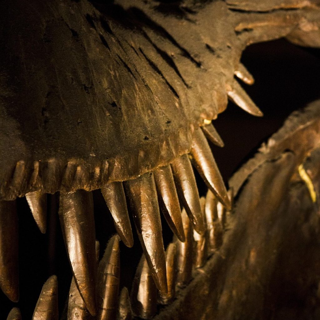 london, museum, history, dinosaur, natural history museum, bone, teeth, museum, dinosaur, dinosaur, dinosaur, dinosaur, dinosaur