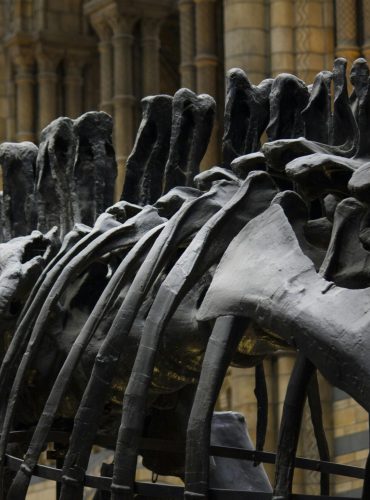 Close-up of dinosaur fossil bones displayed in a historical indoor museum setting.